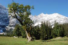 Foto für Alpenpark Karwendel